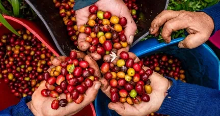 Все, что надо знать о натуральном зерновом кофе
