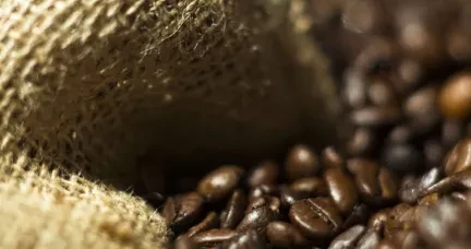 География кофе – что где и почему растет